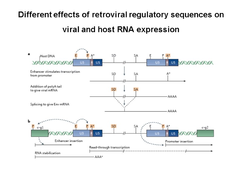 Different effects of retroviral regulatory sequences on viral and host RNA expression